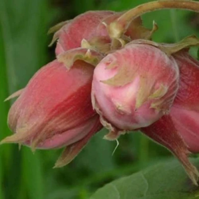 Фундук АКАДЕМИК ЯБЛОКОВ в Великом Новгороде