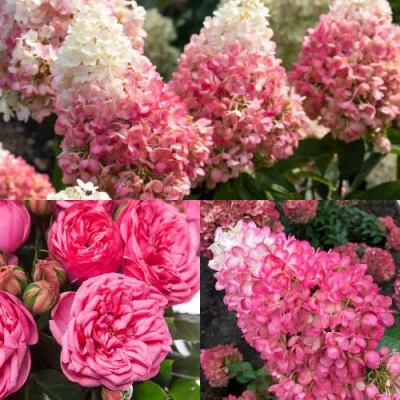 Комплект МАЛИНОВЫЙ ДЕСЕРТ в Великом Новгороде