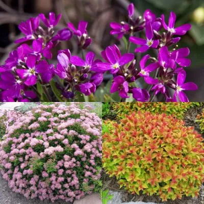 Комплект ЯПОНСКИЙ САД в Великом Новгороде