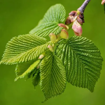 Вяз обыкновенный в Великом Новгороде