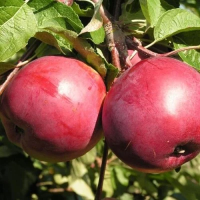 Яблоня ДАРУНАК в Великом Новгороде