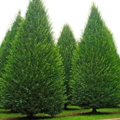 Граб  в Великом Новгороде