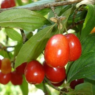 Кизил КОРАЛЛОВЫЙ МАРКА в Великом Новгороде