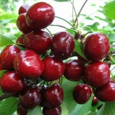 Черешня ГРОНКОВАЯ в Великом Новгороде