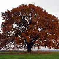 Дуб скальный в Великом Новгороде