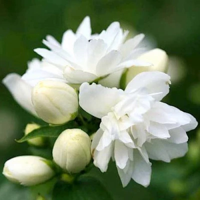 Жасмин ШНЕЕШТРУМ в Великом Новгороде