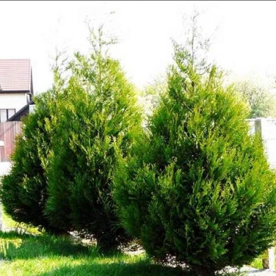 Туя АТРОВИРЕНС складчатая в Великом Новгороде