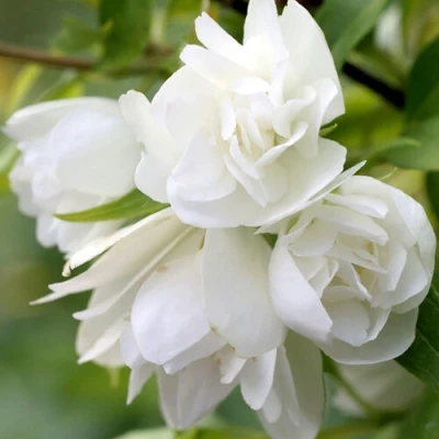 Жасмин МАНТО Д’ЭРМИН в Великом Новгороде