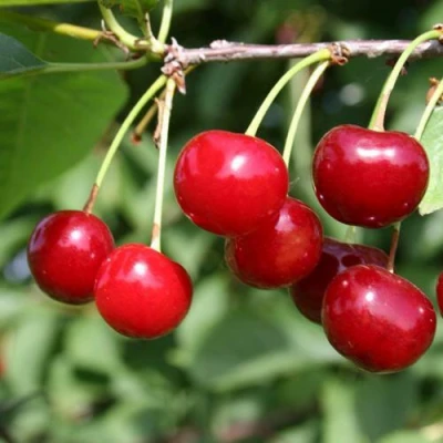 Вишня ЗАРАНКА в Великом Новгороде