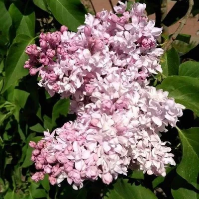 Сирень МИЛОСЕРДИЕ в Великом Новгороде