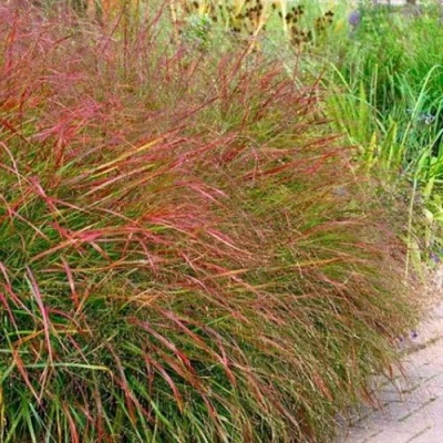 Просо ШЕНАНДО прутьевидное в Великом Новгороде