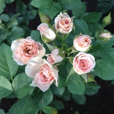 Роза ЯНА спрей в Великом Новгороде