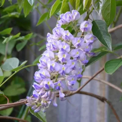 Глициния макростахия БЛЮ МУН в Великом Новгороде