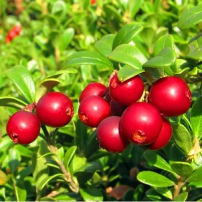 Брусника садовая РЕД ПЕРЛ в Великом Новгороде