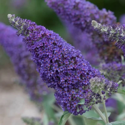 Буддлея НАНО ПЕРПЛ  в Великом Новгороде