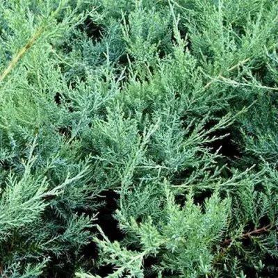 Можжевельник ПФИТЦЕРИАНА ГЛАУКА средний в Великом Новгороде