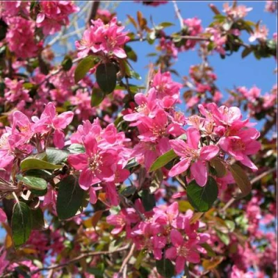 Яблоня ХЕЛЕНА декоративная в Великом Новгороде