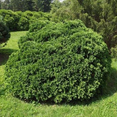 Туя УМБРАКУЛИФЕРА западная в Великом Новгороде