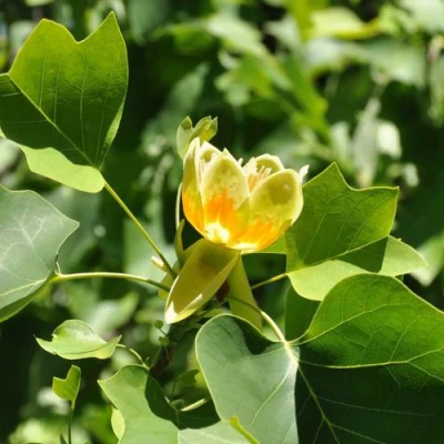 ЛИРИОДЕНДРОН тюльпанный в Великом Новгороде