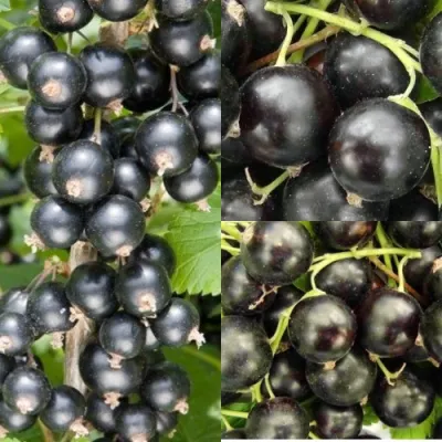 Комплект ЧЕРНАЯ СИЛА в Великом Новгороде