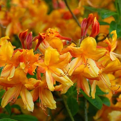 Азалия ОРАНЖ ХИТ листопадная в Великом Новгороде