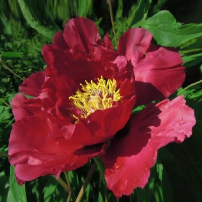 Пион КРАСНЫЙ ЛОТОС древовидный в Великом Новгороде