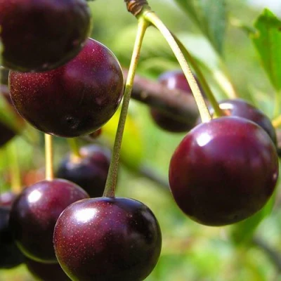 Вишня ЛИВЕНСКАЯ в Великом Новгороде