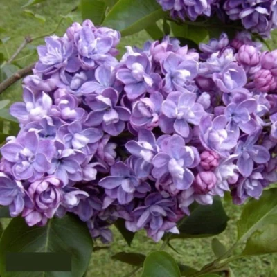 Сирень АМИ ШОТТ в Великом Новгороде