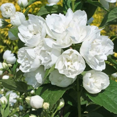 Жасмин махровый в Великом Новгороде