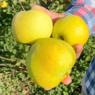 Яблоня КАЛУЖАНКА в Великом Новгороде