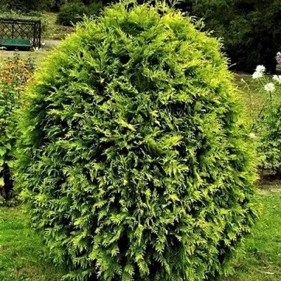 Туя ТИП ТОП западная в Великом Новгороде