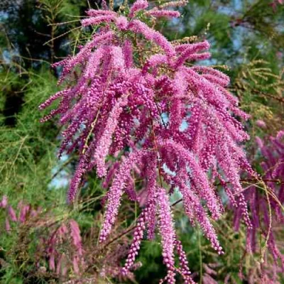 Тамарикс ПИНК КАСКАД в Великом Новгороде