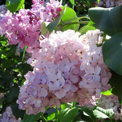 Сирень ГОРТЕНЗИЯ в Великом Новгороде