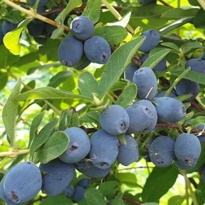 саженцы жимолости клубничная сенсация