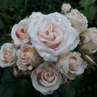 Роза ЯНА спрей в Великом Новгороде