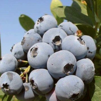 Голубика ЦУКЕР ТРАУБЕ в Великом Новгороде