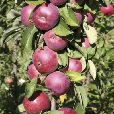 Яблоня ЕСЕНИЯ колонновидная в Великом Новгороде