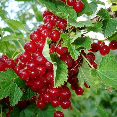 Смородина красная ГОЛЛАНДСКАЯ КРАСНАЯ в Великом Новгороде