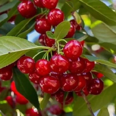 Вишня ГИРЛЯНДА в Великом Новгороде