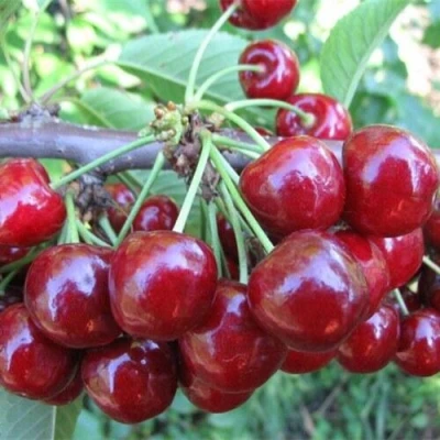 Вишня ДЕСЕРТНАЯ МОРОЗОВОЙ в Великом Новгороде