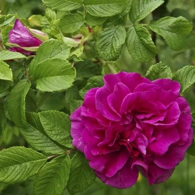 Шиповник ХАНСА в Великом Новгороде