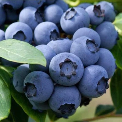 Голубика СПАРТАН в Великом Новгороде