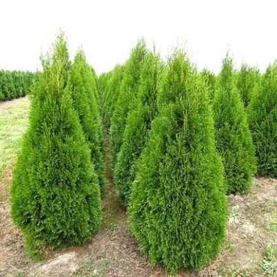 Туя СМАРАГД западная в Великом Новгороде