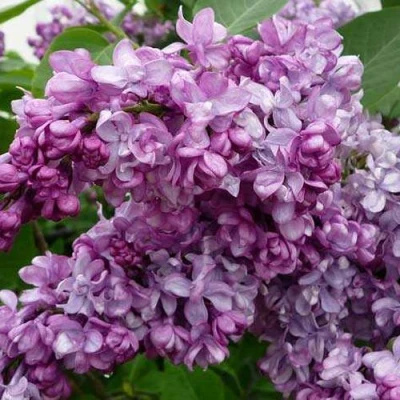 Сирень ГЕНЕРАЛ ПЕРШИНГ в Великом Новгороде