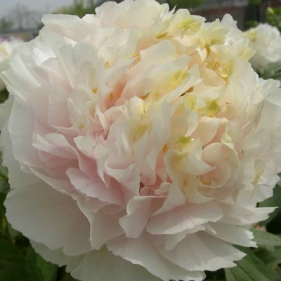 Пион ЗОЛОТОЙ ИЗУМРУД древовидный в Великом Новгороде