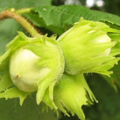 Фундук КАТАЛОНСКИЙ в Великом Новгороде