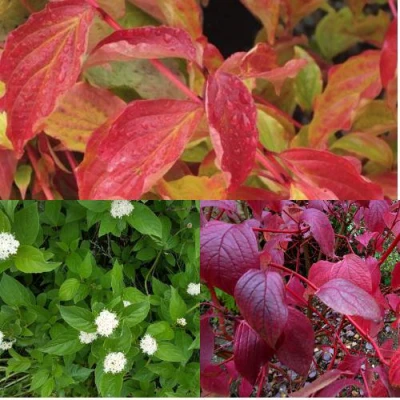 Комплект СЕВЕРНОЕ СИЯНИЕ в Великом Новгороде