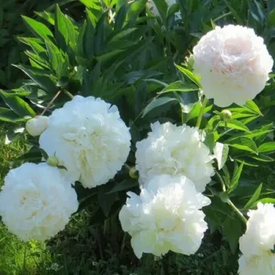 Пион МУН ОВЕР БАРРИНГТОН травянистый в Великом Новгороде