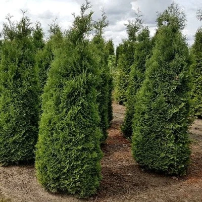 Туя ХОЛМСТРУП западная в Великом Новгороде