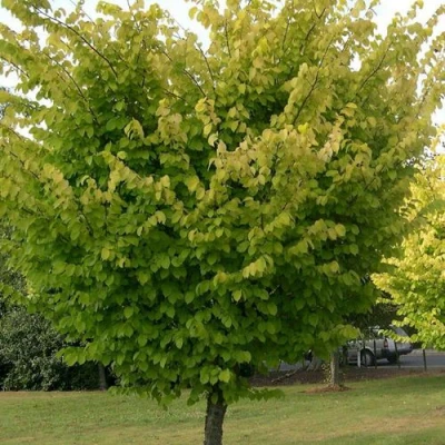 Вяз обыкновенный в Великом Новгороде